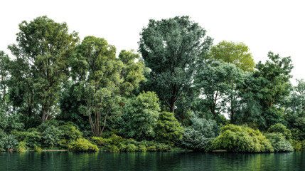 Lush riparian forest edge seamlessly merging with tranquil waters, a serene and verdant waterside