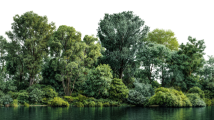 Lush riparian forest edge seamlessly merging with tranquil waters, a serene and verdant waterside