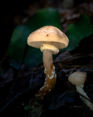 Close-up of wild forest mushrooms growing on mossy ground in natural woodland.