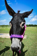 Close-up of the face of a donkey wearing a colorful gamarra.