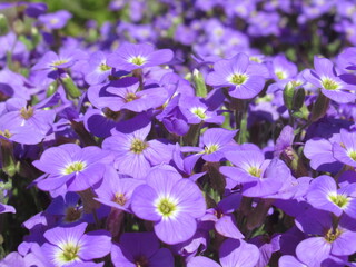 Zbliżenie na kwiaty żagwiny (Aubrieta) © Kumulugma