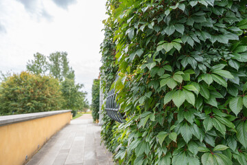 Ivy Covered Wall Pathway. A walkway lined with an ivy-covered wall and yellow facade. The green leaves contrast with the stone path and trees beyond.