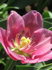 Zbliżenie na kwiat różowego tulipana © Kumulugma