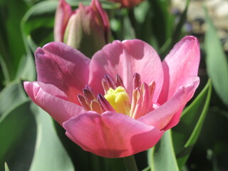Zbliżenie na kwiat różowego tulipana © Kumulugma