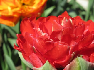 Zbliżenie na czerwonego tulipana © Kumulugma