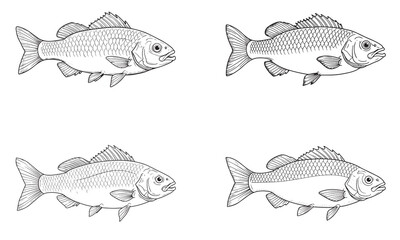 Scientific fish anatomy line sketch illustrations