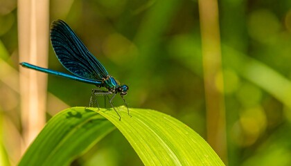 Vibrant blue dragonfly on a green leaf