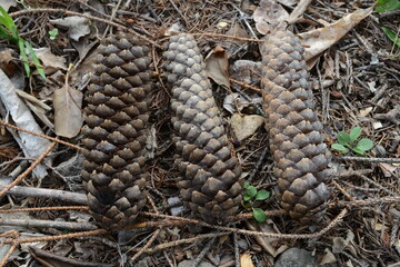 Picea abies, known as European or Norway spruce, is a tall evergreen conifer with four-angled green needles, drooping branches, and long reddish-brown cones. Photographed in Korea.