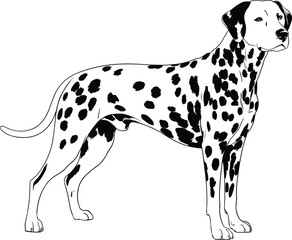 Dalmatian dog illustration, black and white spotted dog drawing, vintage pet sketch, canine artwork, standing dog engraving, detailed breed design