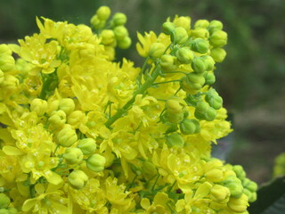 Zbliżenie na żółte kwiaty rośliny z gatunku Mahonia © Kumulugma