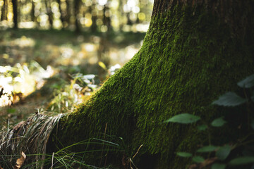 drzewa, las, pień,kora, mech,mgła,poranek,zieleń, natura,liście, gałęzie,jesień,dzikość © Estera