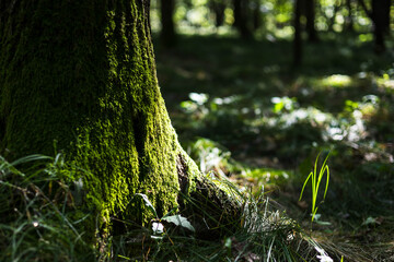 drzewa, las, pień,kora, mech,mgła,poranek,zieleń, natura,liście, gałęzie,jesień,dzikość © Estera