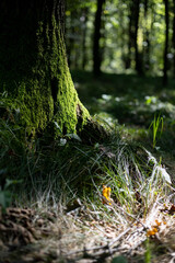 drzewa, las, pień,kora, mech,mgła,poranek,zieleń, natura,liście, gałęzie,jesień,dzikość © Estera