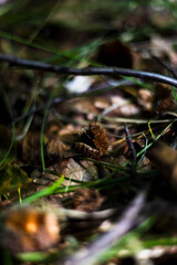 jesień, las, orzech,liście, natura