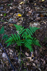 paproć, las, jesień, liście, roślina, zieleń © Estera