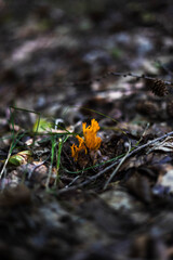 grzyby, las, jesień, liście,przyroda