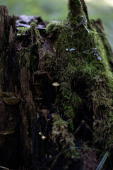 grzyby, las, jesień, liście,przyroda,pień, drzewo © Estera