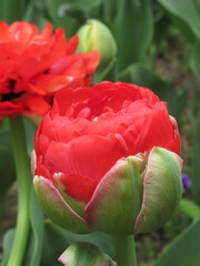Zbliżenie na czerwony kwiat tulipana © Kumulugma
