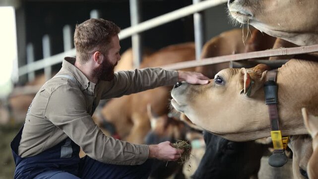 Happy young man farmer feeds and pets cow as sign of concern for animal health care. Concept agriculture cattle livestock farming industry.
