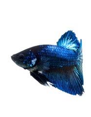 Vibrant blue fish