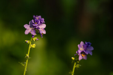 A wild little flower in the forest.