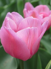 Zbliżenie na różowe kwiaty tulipanów © Kumulugma