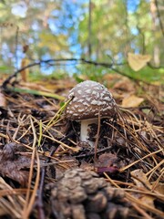 Amanita: Spotted Mushroom in Needle Litter