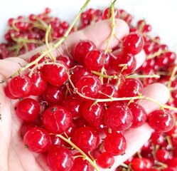  Red currant in a bowl