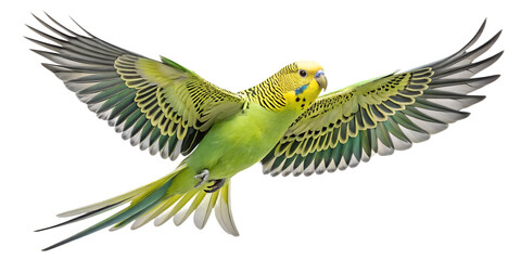 Fototapeta premium Budgie PNG – Realistic Flying Parakeet Illustration on Transparent Background