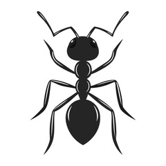 ant on white background