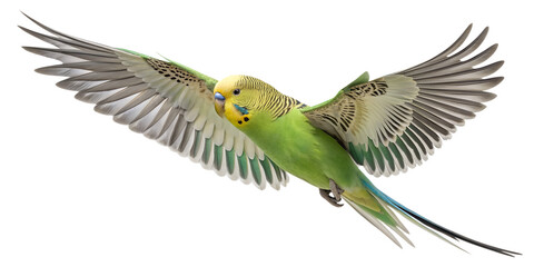 Budgie PNG – Realistic Flying Parakeet Illustration on Transparent Background