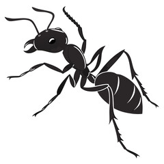 ant isolated on white background