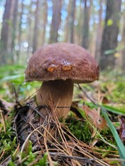 Boletus: Brown Mushroom in Forest with Moss