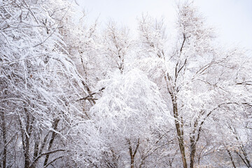 Snow on tree branches, abstract lines of branches on white background
