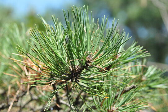 Pinus rigida, known as pitch pine, is an evergreen conifer native to North America, with three-needle clusters and foliage growing on trunk branches. Photographed in Korea.