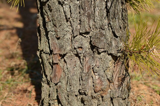 Pinus rigida, known as pitch pine, is an evergreen conifer native to North America, with three-needle clusters and foliage growing on trunk branches. Photographed in Korea.