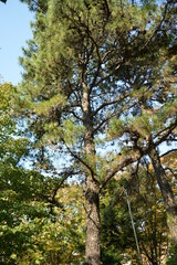 Pinus rigida, known as pitch pine, is an evergreen conifer native to North America, with three-needle clusters and foliage growing on trunk branches. Photographed in Korea.