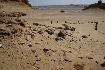 Fossil from the Valley of the Whales in Egypt