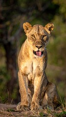 Naklejka premium Lioness in natural habitat