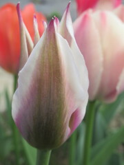 Zbliżenie na kremowo-różowego tulipana © Kumulugma