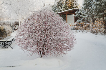A fragment of a landscape park in winter with beautifully trimmed trees and shrubs. A place of...