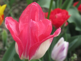 Zbliżenie na różowe kwiaty tulipanów © Kumulugma