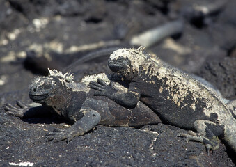 Iguane marin des Galapagos Amblyrhynchus cristatus, Ile Espagnola, Archipel des Galapagos, Equateur,