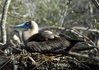 Fou à pieds rouges, nid,Sula sula , Red footed Booby, Archipel des Galapagos, Equateur