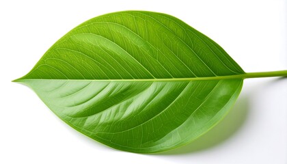 Glossy green leaf, elongated oval shape, central stem, prominent veins on white background
