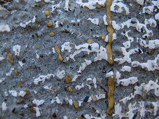 An abstract close-up of a brown and gray lichen texture on a rough, aged stone surface