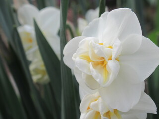 Zbliżenie na wiosenne żonkile © Kumulugma