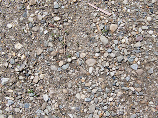 Pebbles and shells on a textured natural stone beach surface