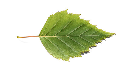 Vibrant Green Birch Leaf Showcasing Detailed Veins on Black Background