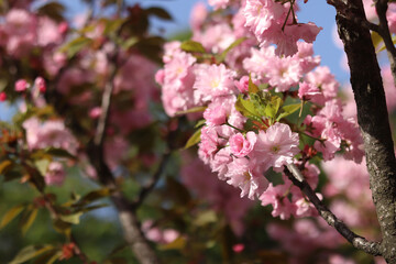 Abundantly blooming sakura. Pink sakura flowers close-up. Natural background. Sakura tree during the period of abundant flowering